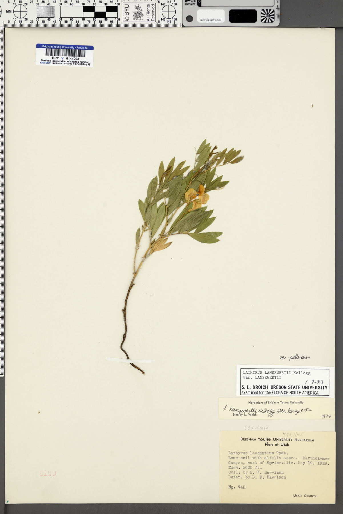 Lathyrus lanszwertii var. pallescens image