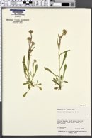 Erigeron lonchophyllus image