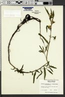Ludwigia octovalvis subsp. sessiliflora image