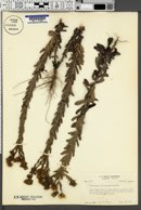 Chrysopsis latisquamea image