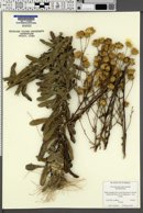 Image of Chrysopsis linearifolia