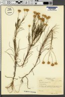 Chrysopsis pinifolia image