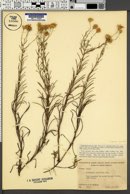 Image of Chrysopsis pinifolia