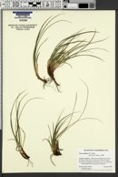 Carex globosa image