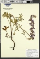 Delphinium hesperium subsp. hesperium image
