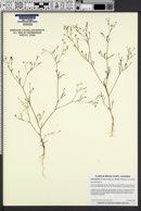 Gilia leptalea subsp. bicolor image