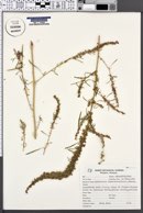 Amaranthus fimbriatus image