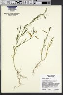 Lathyrus angulatus image