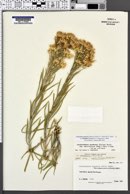Ericameria nauseosa var. salicifolia image