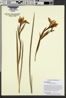 Iris hartwegii subsp. australis image