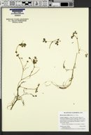 Image of Ranunculus lobbii