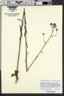 Thelypodium integrifolium var. integrifolium image