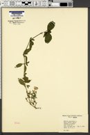 Image of Ruellia paniculata