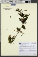 Image of Ruellia angustiflora