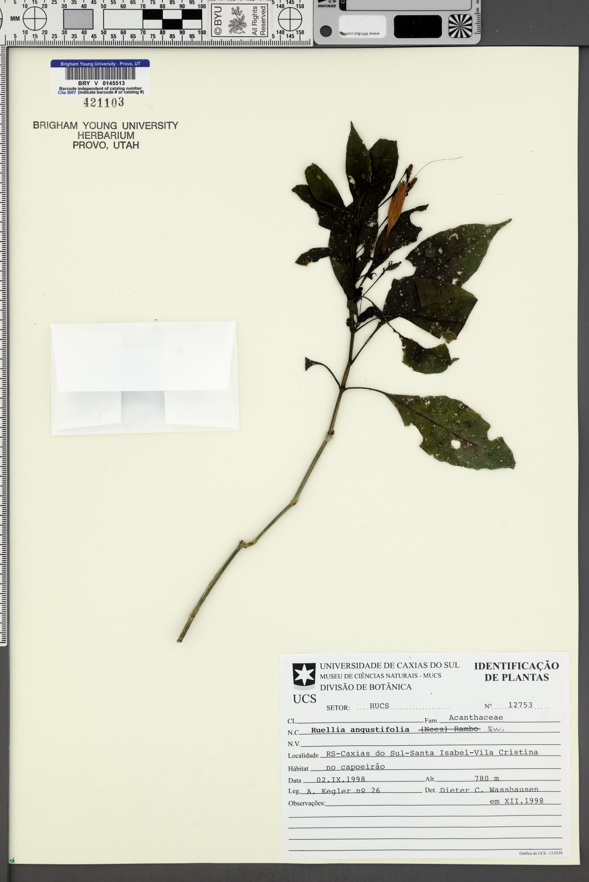 Ruellia angustifolia image