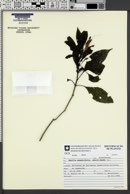 Image of Ruellia angustifolia