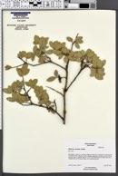 Quercus grisea image