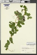 Lathyrus pauciflorus image