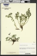 Image of Astragalus amnis-amissi