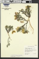 Astragalus aquilonius image