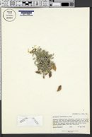 Astragalus chamaeleuce image