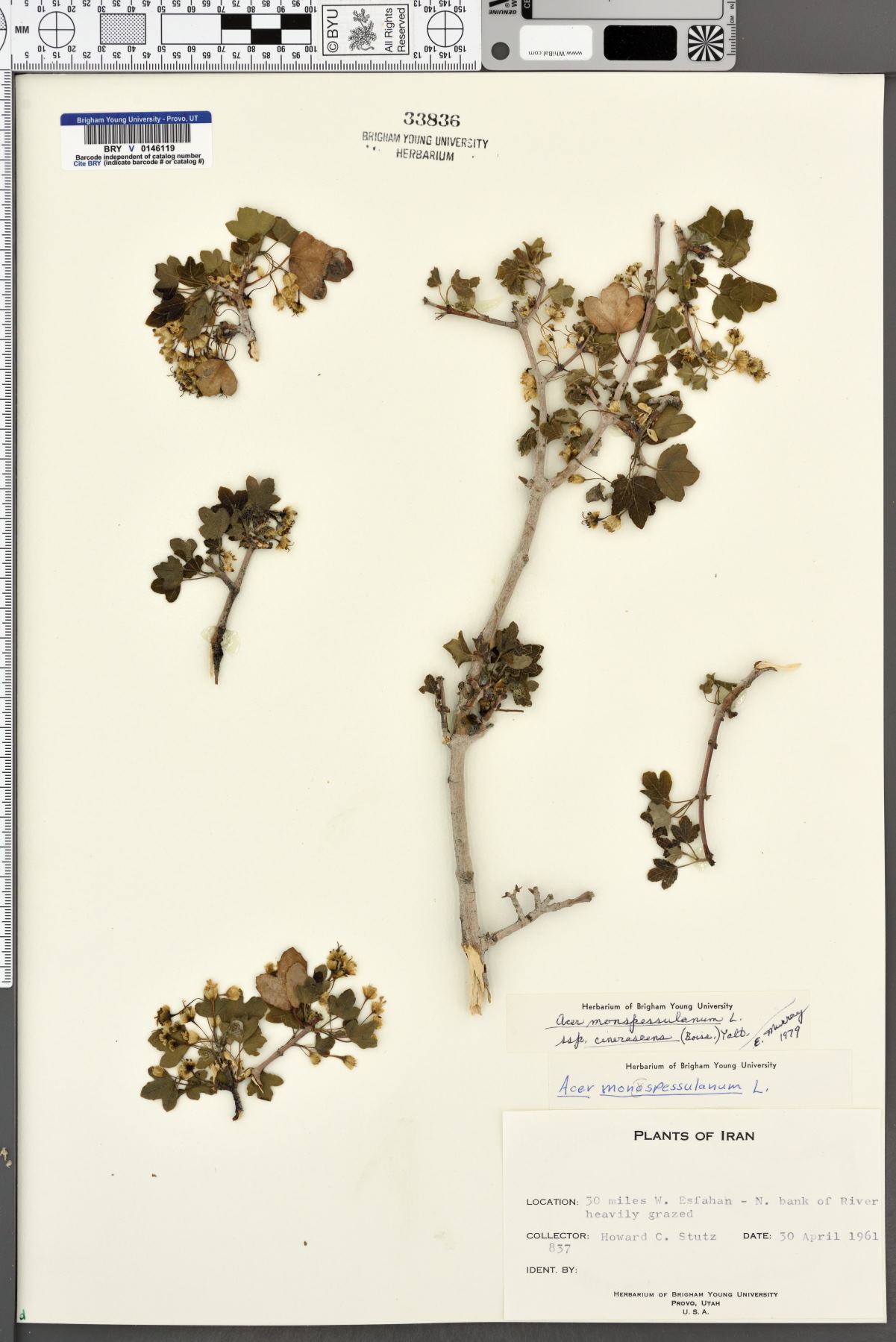 Acer monspessulanum subsp. cinerascens image