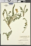 Astragalus oophorus var. caulescens image