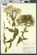 Lepidium draba image