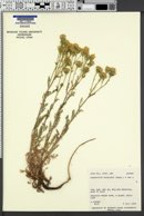 Chaenactis douglasii image