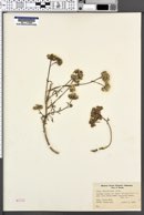 Image of Gilia iberidifolia