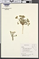 Ipomopsis congesta subsp. palmifrons image