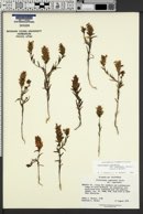 Orthocarpus cuspidatus subsp. cuspidatus image