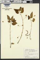 Image of Begonia humilis