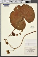 Begonia unifolia image