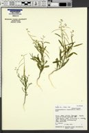 Streptanthella longirostris image