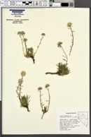 Gilia crebrifolia image