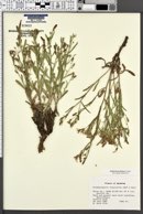 Stephanomeria fluminea image