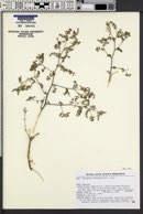 Astragalus alvordensis image