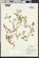 Image of Astragalus alvordensis