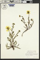 Image of Layia chrysanthemoides