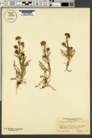 Layia chrysanthemoides image