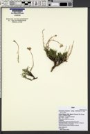 Ipomopsis congesta subsp. crebrifolia image