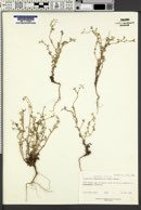 Cryptantha gracilis image