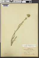 Oreocarya confertiflora image