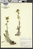 Cryptantha confertiflora image