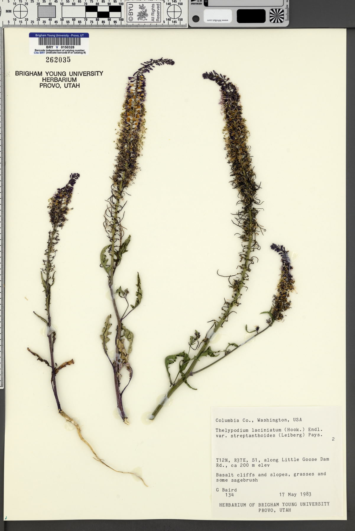 Thelypodium laciniatum var. streptanthoides image