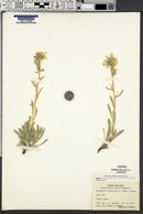 Cryptantha capitata image
