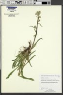 Oreocarya suffruticosa image
