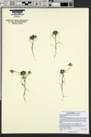 Navarretia prolifera subsp. prolifera image