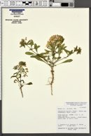 Eremothera boothii subsp. condensata image